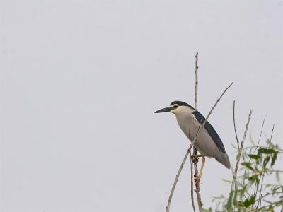 Kwak - Black-crowned Night Heron