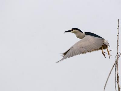 Kwak - Black-crowned Night Heron