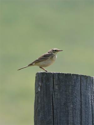 Duinpieper - Tawny Pipit