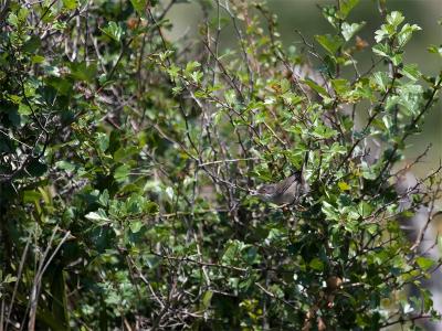 Kleine Zwartkop - Sardinian Warbler