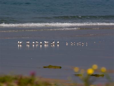 Grote Stern en Dwergstern - Sandwich Tern and Little Tern