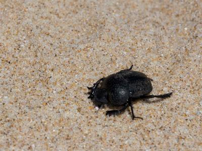 Kever - Beetle