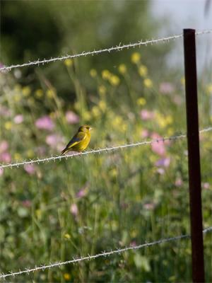 Groenling - Greenfinch