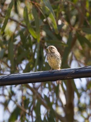 Cirlgors - Cirl Bunting