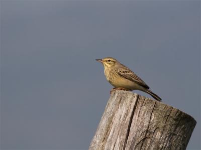 Duinpieper - Tawny Pipit