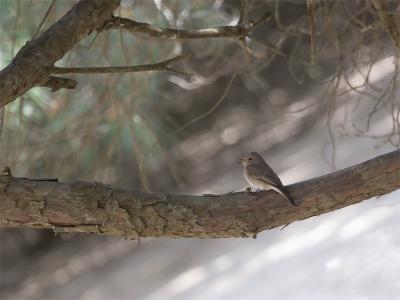 Grauwe Vliegenvanger - Spotted Flycatcher