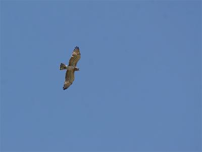 Slangenarend - Short-toed Eagle