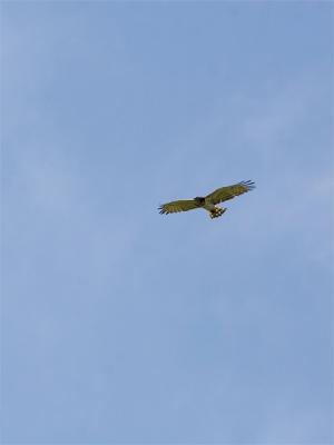 Slangenarend - Short-toed Eagle