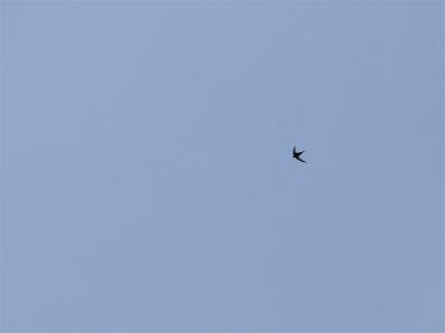 Kaffergierzwaluw - White-rumped Swallow