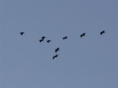 Kaalkopibis (gentroduceerd) - Heremit Ibis (Introduced)