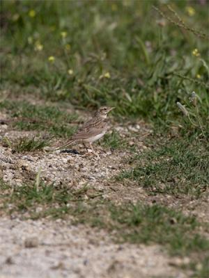 Kortteenleeuwerik - Short-toed Lark