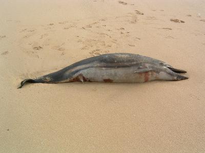 Dead  Striped Dolphin
