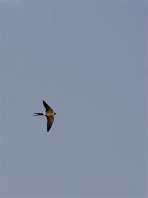 Roodstuitzwaluw - Red-rumped Swallow