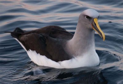 Bullers albatros