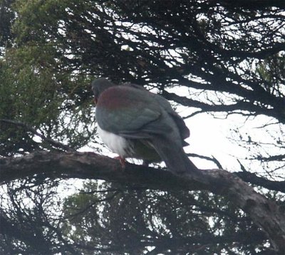 New Zealand pigeon