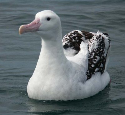 Wandering albatros