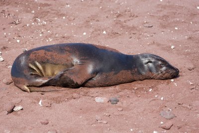 Galapagos Seal 2.jpg