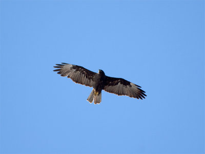 Galapagos Hawk 3.jpg