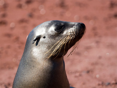 Galapagos Seal 3.jpg