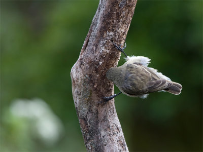 Woodpeckerfinch 2.jpg