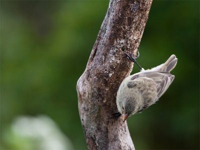 Woodpeckerfinch.jpg