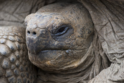 Galapagos Tortoise 2.jpg