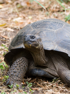Galapagos Tortoise 6.jpg