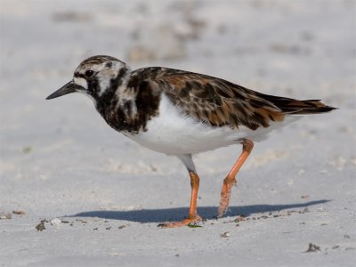 Ruddy Turnstone 2.jpg