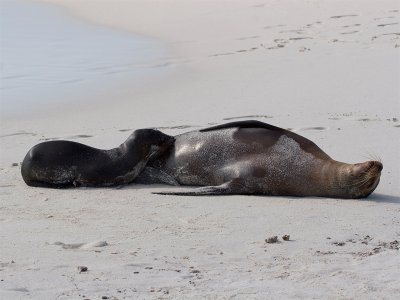 Galapagos Seal 4.jpg