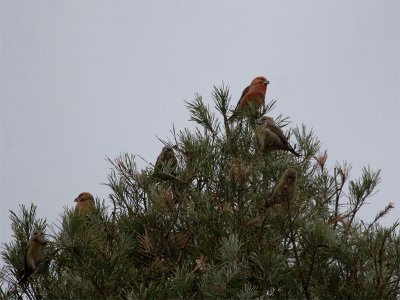 Birds Netherlands