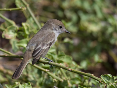 Galapagos Flycatcher.jpg