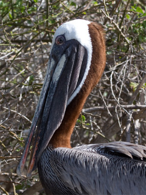 Brown Pelican 3.jpg