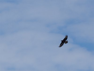 Galapagos Hawk.jpg