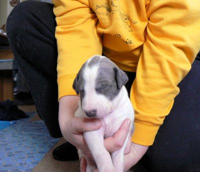 White and Blue Brindle male 3 weeks old