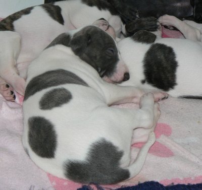 White and Blue Brindle male