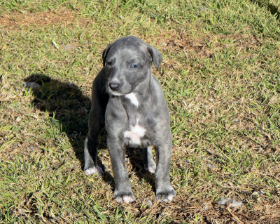 Blue Brindle Girl