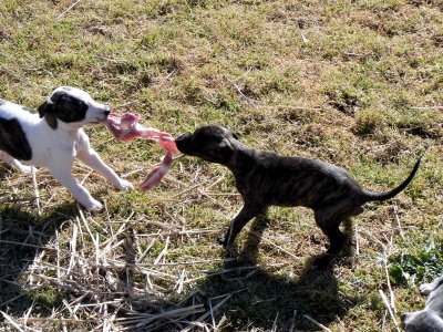 Warrior and Eve Tug of War