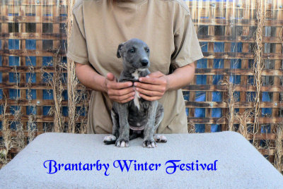 Brantarby Winter Festival