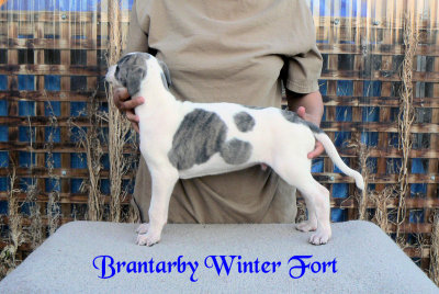 Brantarby Winter Fort