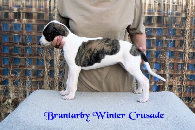 Brantarby Winter Crusade