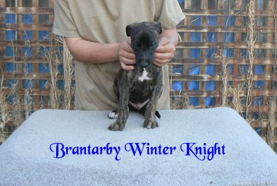 Brantarby Winter Knight