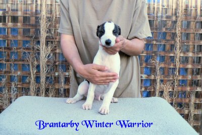 Brantarby Winter Warrior