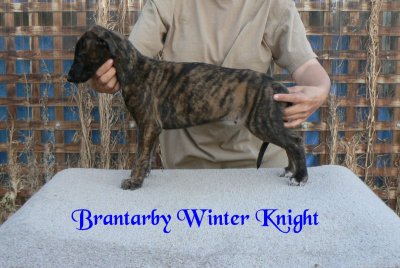 Brantarby Winter Knight