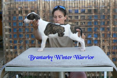 Brantarby Winter Warrior