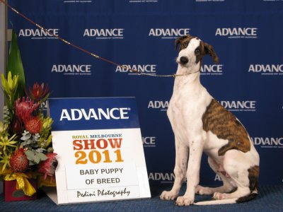 Melbourne Royal 2011 Baby of Breed