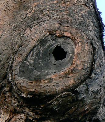Tree Eye