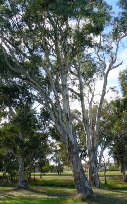 Snow Gum