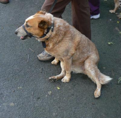 Aussie Cattle Dog