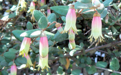 Native Fuchsia