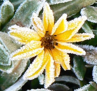 Frosted Daisy